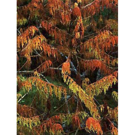 Sumac de Virginie 'Dissecta' Pot de 3L/4L (1/4)