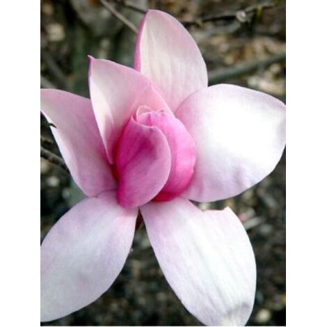 Magnolia 'Star Wars' Pot de 4L/5L