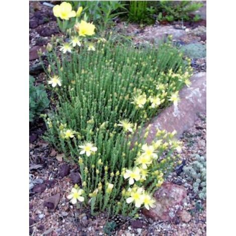 Millepertuis du Mont Olympe 'Citrinum' Godet de 8/9 cm