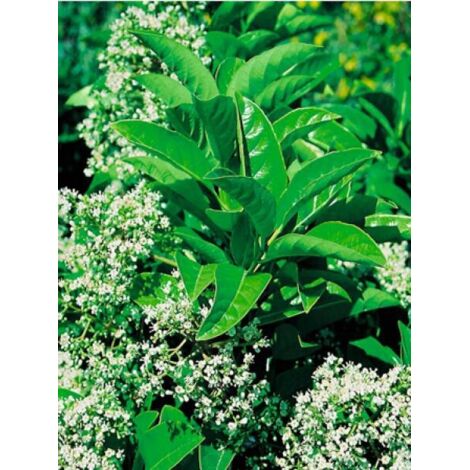 Viorne odoratissimum Pot de 2L/3L (1/3)
