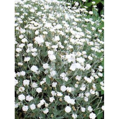 Lychnis coronaria 'Alba' Pot de 2L/3L (1/5)
