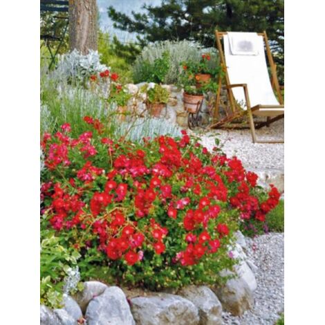Rosier DECOROSIERS® 'Vesuvia'® Pot de 2L/3L