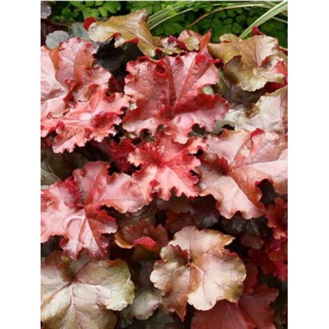 Heuchère 'Red Sea' Godet de 8/9 cm (1/3)