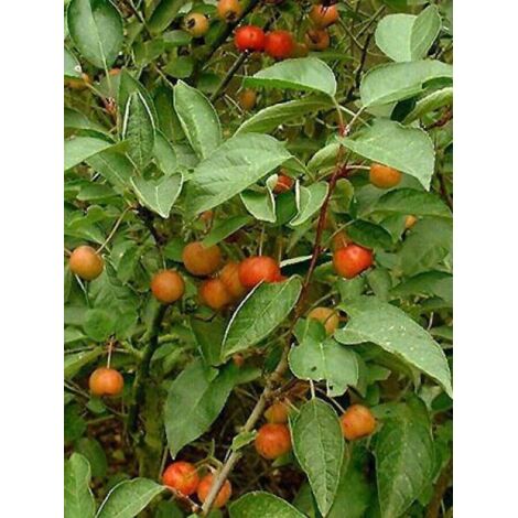 Pommier d'ornement Evereste® 'Perpetu' Pot de 6L/7L, Touffe (1/5)