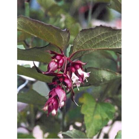 Arbre aux faisans 'Purple Rain' Pot de 7,5L/10L (1/2)