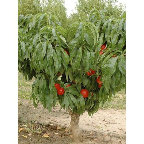Nectarinier nain 'Rubis Necta Zee' Pot de 7,5L/10L, Nain, Tige de 40 cm (1/2)