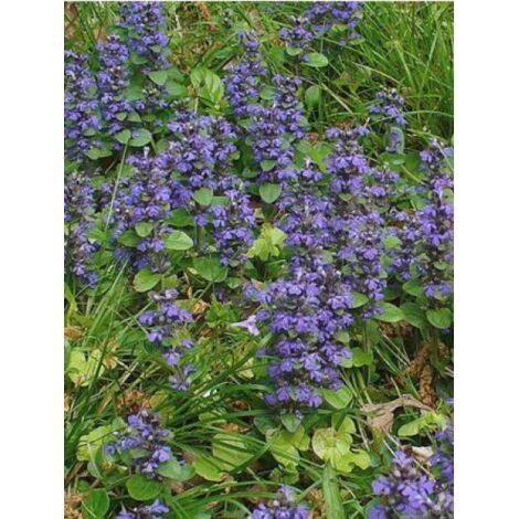 Bugle rampant Pot de 2L/3L