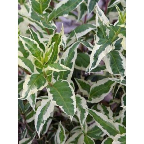 Diervilla sessilifolia 'Cool Splash'® Pot de 3L/4L (1/4)