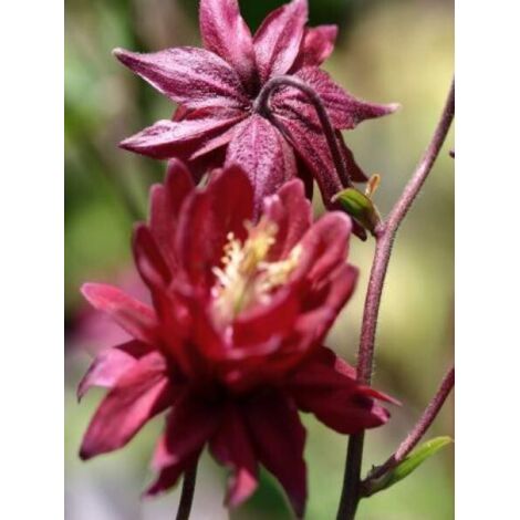 Ancolie 'Ruby Port' Godet de 8/9 cm (1/5)