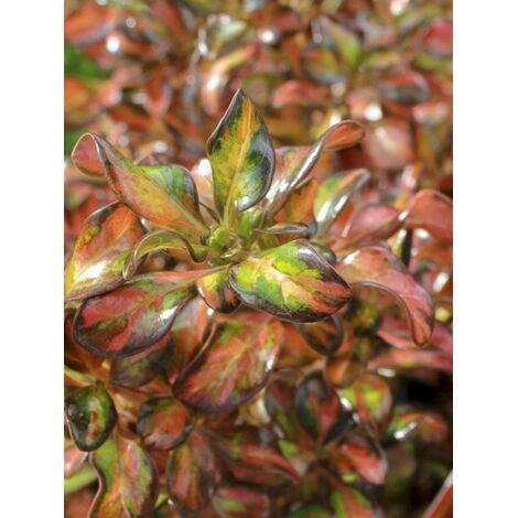 Coprosme, Plante miroir 'Evening Glow' Pot de 2L/3L