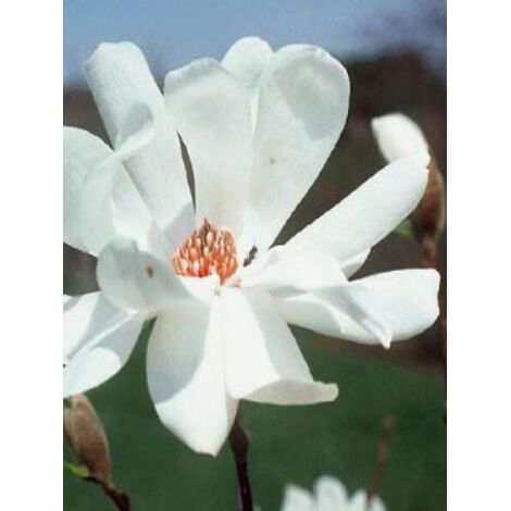 Magnolia x loebneri 'Merrill' Pot de 3L/4L (1/5)
