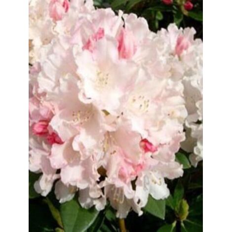 Rhododendron yakushimanum 'Dreamland' Pot de 12 cm / 13 cm