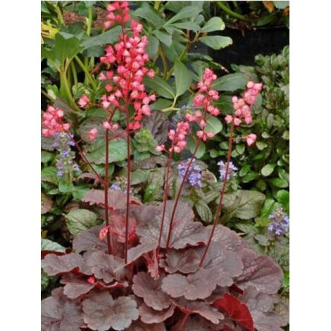 Heuchère 'Bella Notte' Godet de 8/9 cm (1/3)