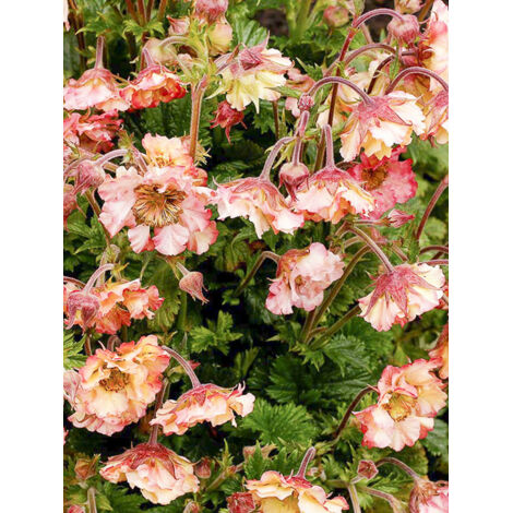 Benoite 'Pretticoats Peach' Godet de 8/9 cm