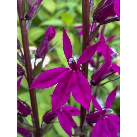 Lobélie 'Tania' Godet de 7/8 cm