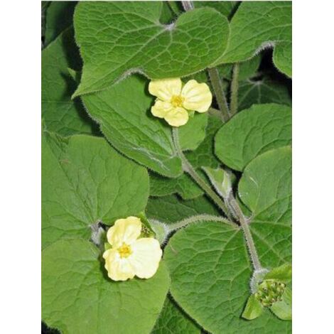 Saruma henryi Godet de 8/9 cm (1/4)
