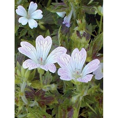 Géranium vivace 'Katherine Adele' Godet de 8/9 cm (1/4)