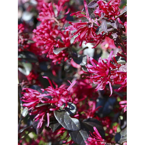 Loropetalum 'Pipas Red' Pot de 2L/3L (1/2)