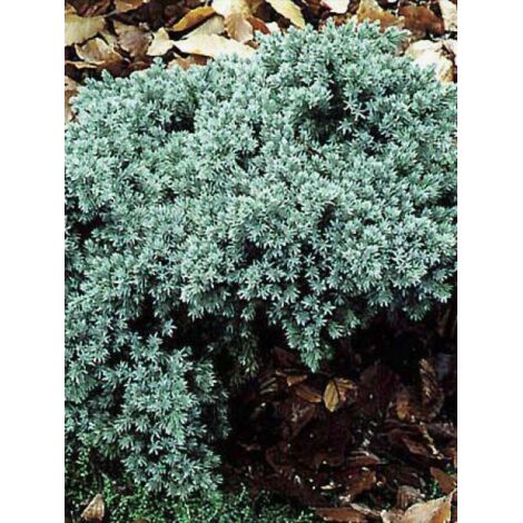 Genévrier écailleux 'Blue Star' Godet de 8/9 cm