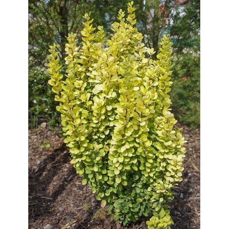 Épine-vinette de Thunberg 'Golden Rocket' Pot de 7,5L/10L (1/5)