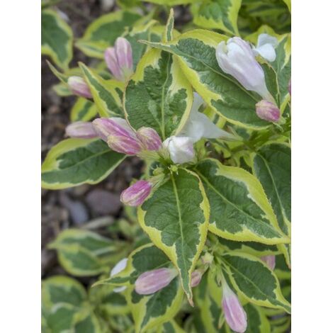 Weigela 'White Lightning' Pot de 2L/3L (1/4)