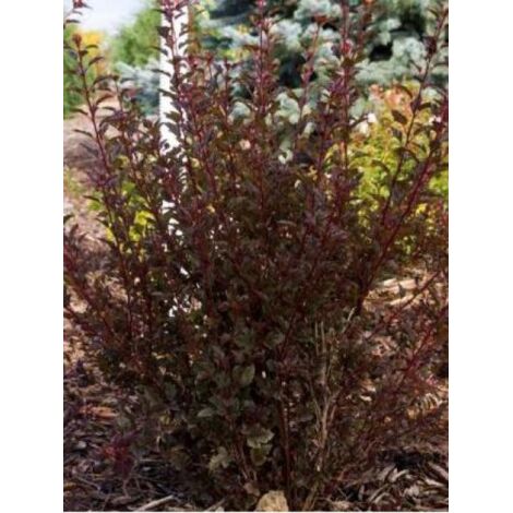 Physocarpe à feuilles d'Obier 'Little Devil'® Pot de 7,5L/10L (1/4)