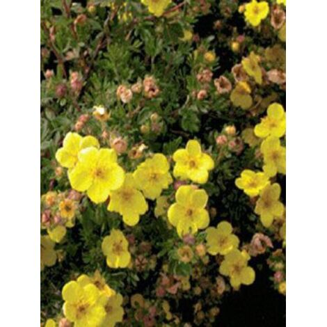 Potentille arbustive 'Sommerflor' Pot de 2L/3L (1/3)