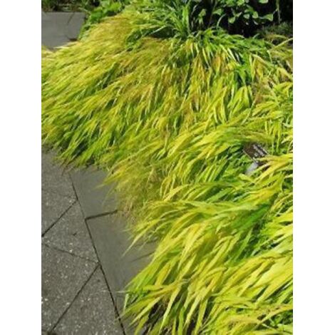Herbe du Japon 'All Gold' Pot de 2L/3L (1/2)