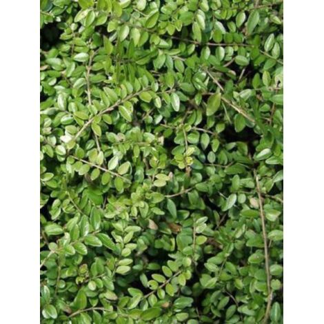 Chèvrefeuille à feuilles de buis 'Maigruen' Godet de 8/9 cm (1/3)