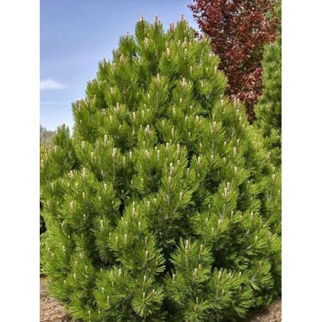 Pin de Bosnie 'Malinki' Pot de 7,5L/10L (1/5)