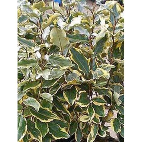 Chalef 'Viveleg' Pot de 7,5L/10L (1/3)