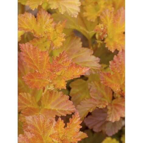 Physocarpe à feuilles d'Obier 'Amber Jubilee' Pot de 7,5L/10L (1/5)