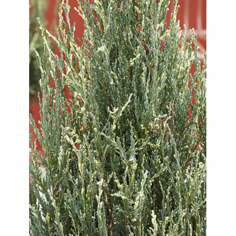 Genevrier des montagnes 'Blue Ivory' Pot de 2L/3L (1/2)
