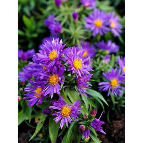 Aster nain 'Augenweide' Pot de 2L/3L (1/3)