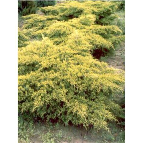 Genévrier 'Old Gold' Pot de 2L/3L (1/5)