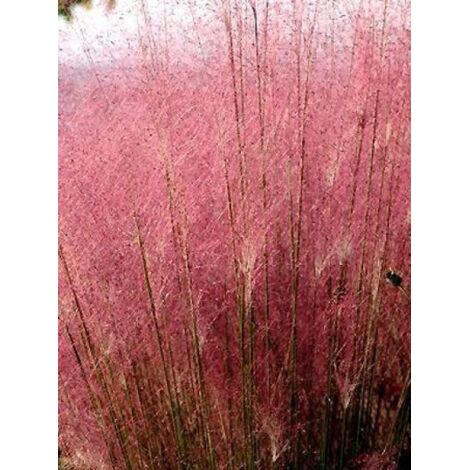 Muhlenbergia capillaris Pot de 2L/3L