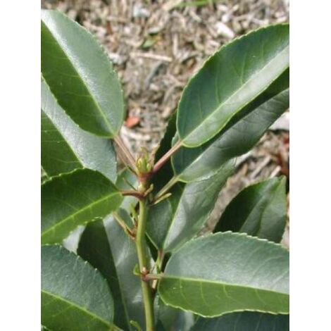 Laurier du Portugal 'Angustifolia' Godet de 8/9 cm (1/3)