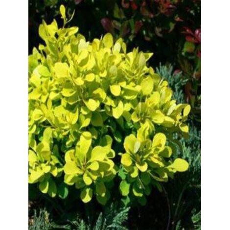 Épine-vinette de Thunberg 'Tiny Gold' Pot de 7,5L/10L (1/3)