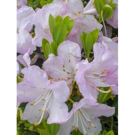 Rhododendron 'Snipe' Pot de 2L/3L (1/3)