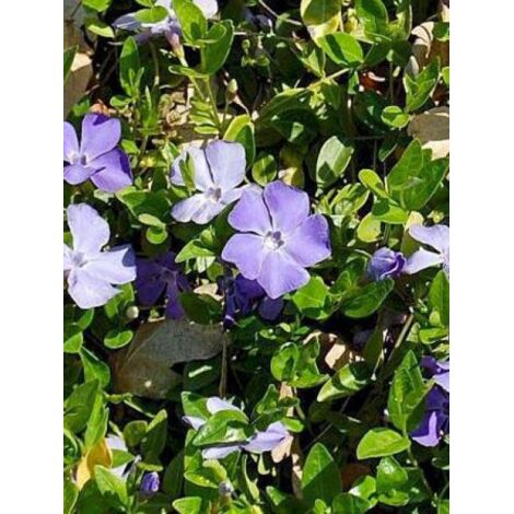 Petite pervenche 'Anna' Godet de 8/9 cm (1/2)