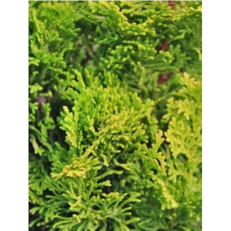 Cyprès hinoki du Japon 'Meroki twin' Pot de 2L/3L (1/2)