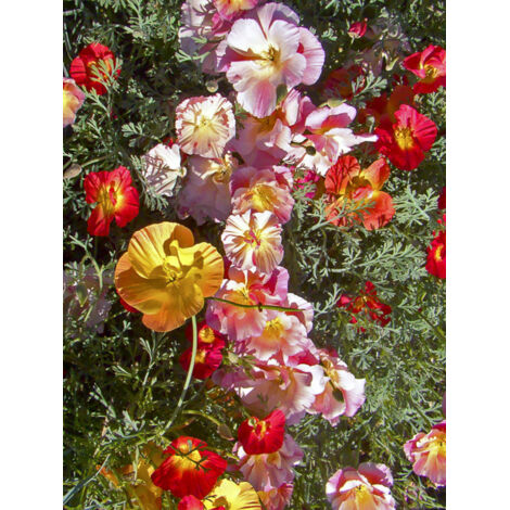 Pavot de Californie 'Mission Bells' le sachet de 450 graines (0,8g) (1/2)