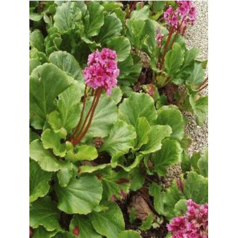 Bergénia 'Morgenröte' Godet de 8/9 cm (1/2)