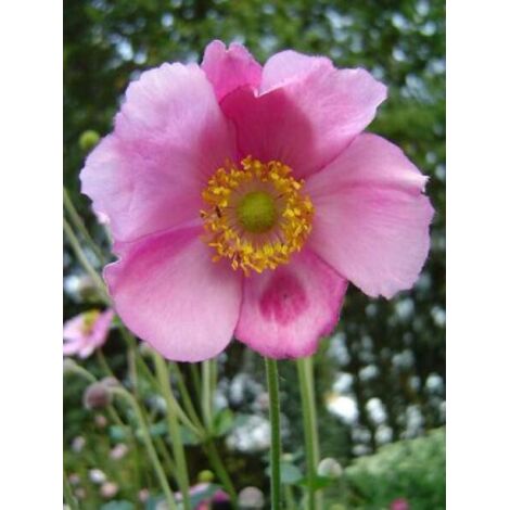Anémone du Japon 'Rosenschale' Godet de 8/9 cm