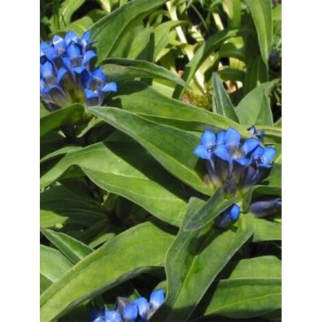 Gentiane croisette Godet de 8/9 cm (1/4)