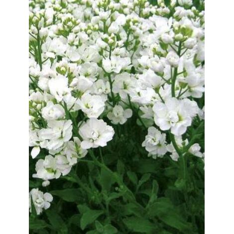 Arabette du Caucase 'Plena' Godet de 7/8 cm (1/3)