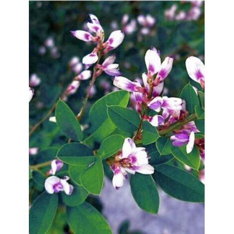 Lespedeza thunbergii 'Edo Shibori' Pot de 3L/4L (1/4)