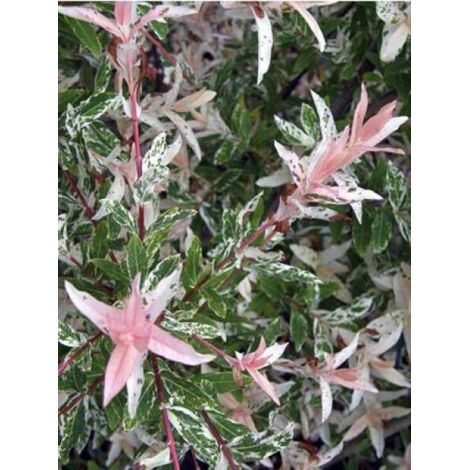 Saule crevette 'Flamingo'® Pot de 2L/3L