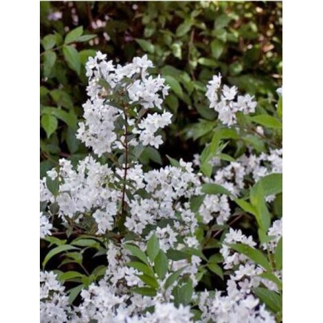 Deutzia x rosea 'Campanulata' Pot de 2L/3L (1/4)