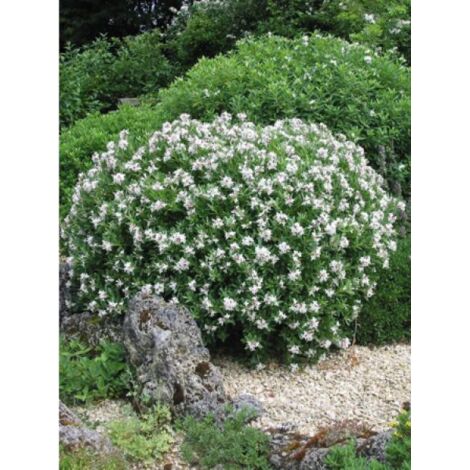 Bois-joli Eternal Fragance® 'blafra' Pot de 1L/1,5L